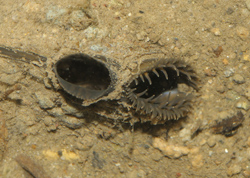 Ein- und Ausströmöffnung einer im Bachgrund eingegrabenen Bachmuschel